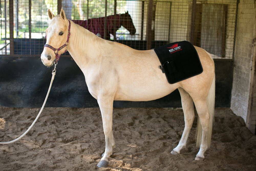 Red Light Therapy Kits Wrap for Horses